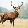 deer-photos