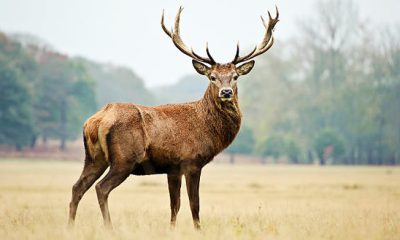 deer-photos