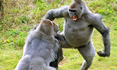 gorilla-fight