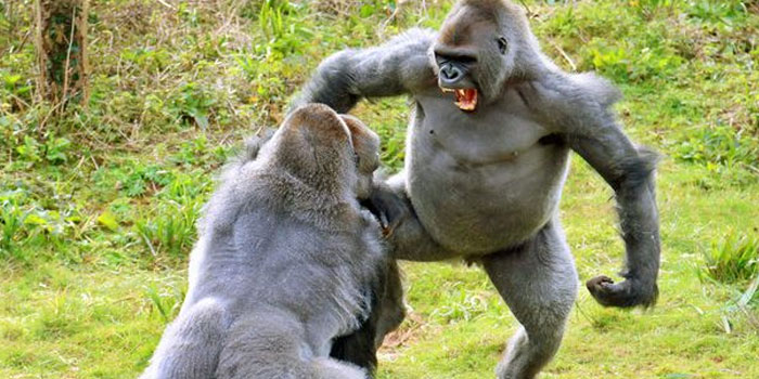 gorilla-fight